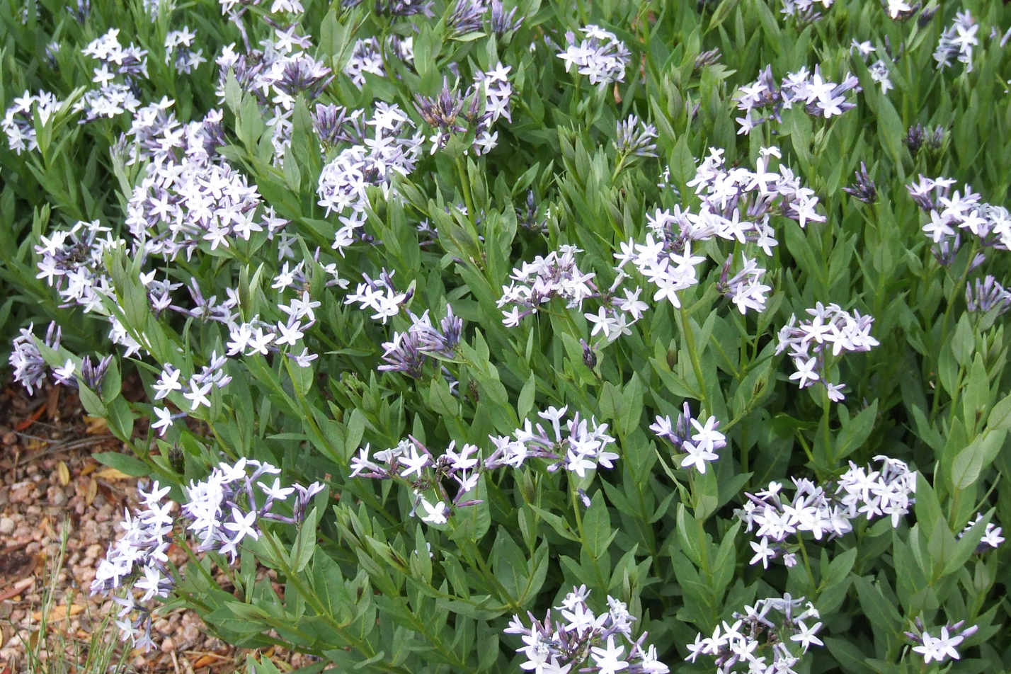 Colorado Desert Blue Star